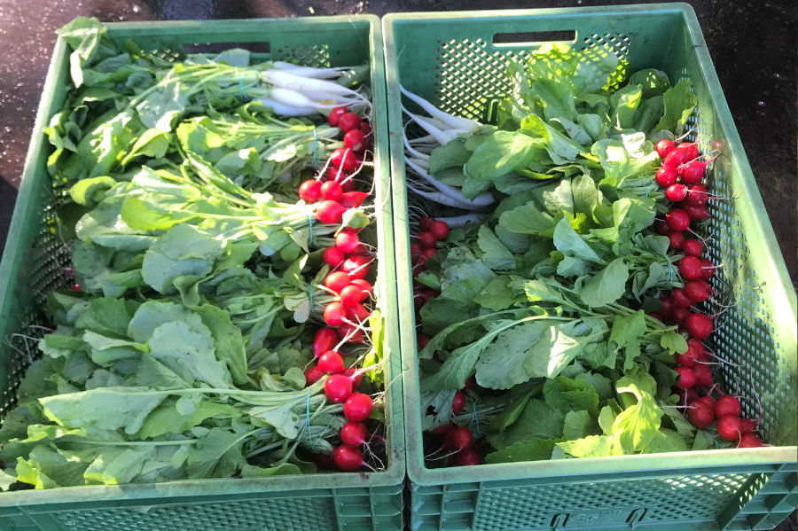 Korb Radisachen vonm Feld der Biogärtnerei Ra.Baba