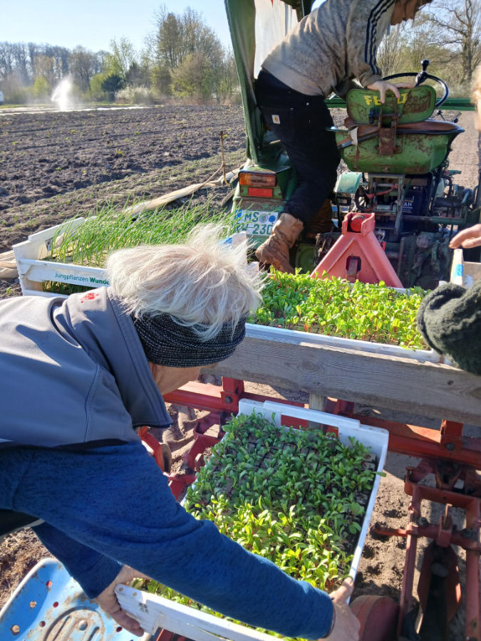 Auch ein Punkt und Grund für gestiegene Preise: Arbeiten auf dem Feld der Biogärtnerei Ra.Baba