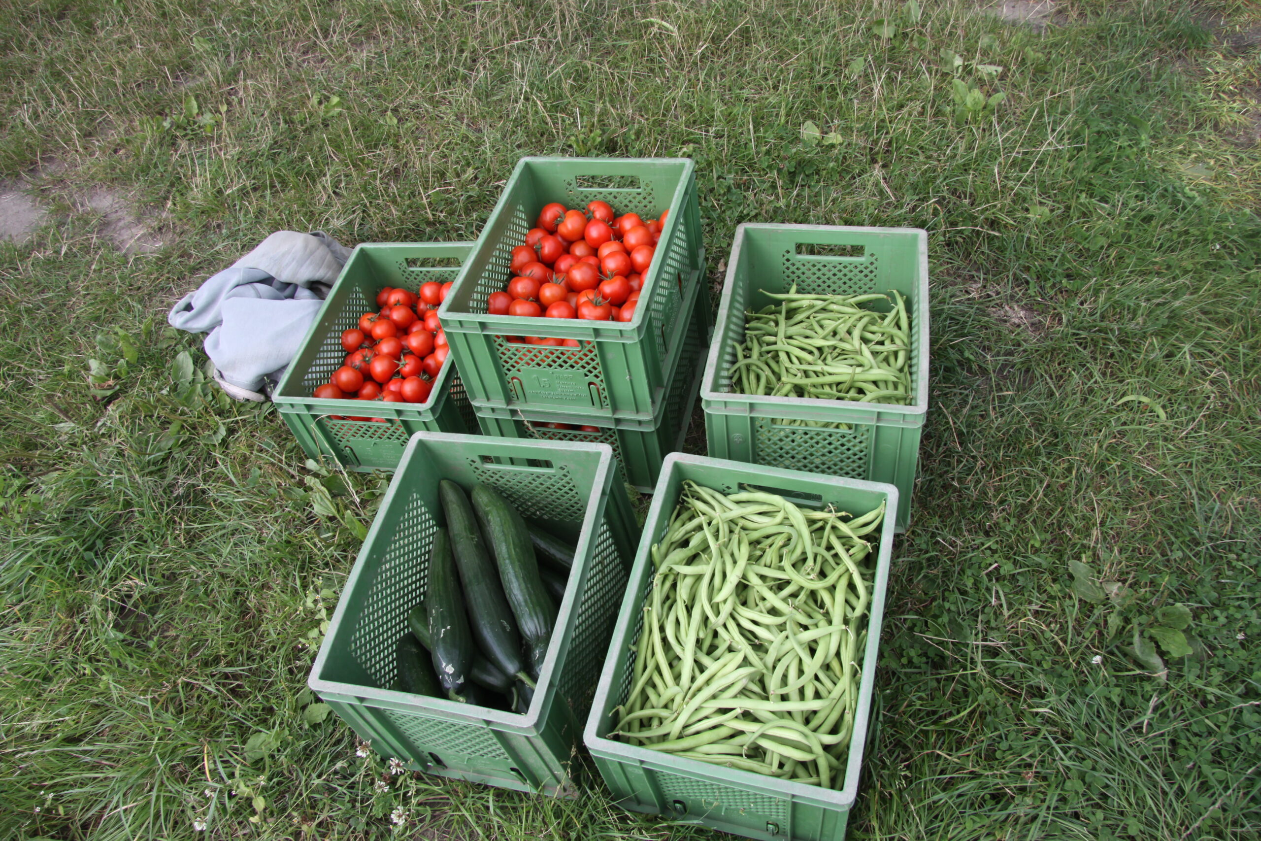 Regionales Gemüse –Bildergalerie Biogärtnerei RaBaba - Bild10