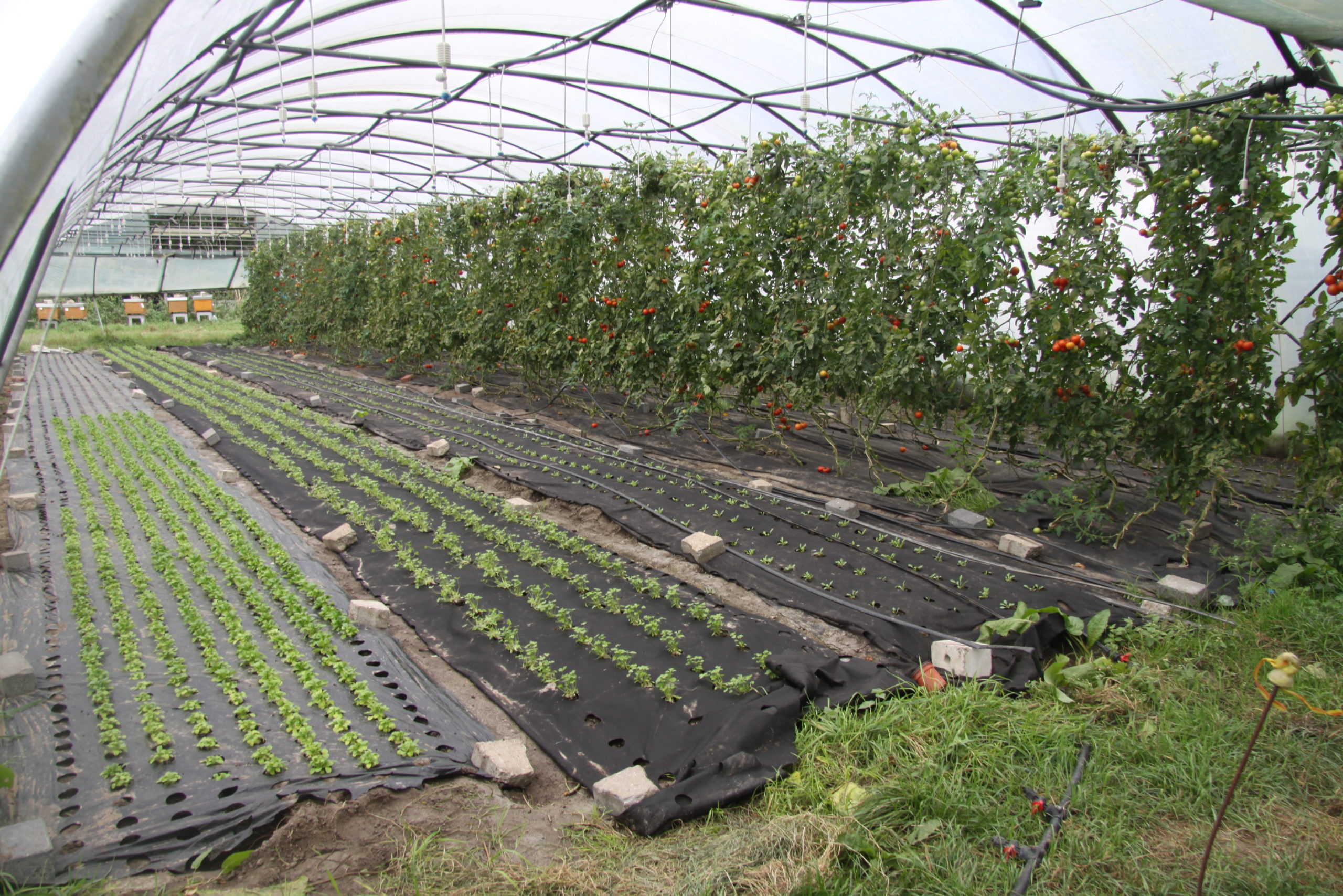 Bildergalerie Biogärtnerei RaBaba - Bild48