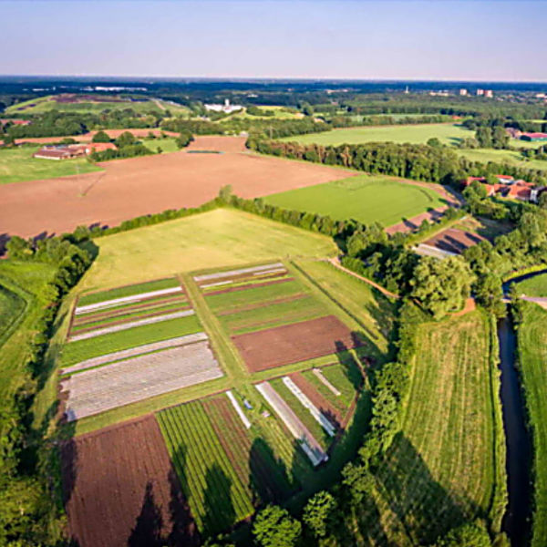 Luftaufnahme vom Feld