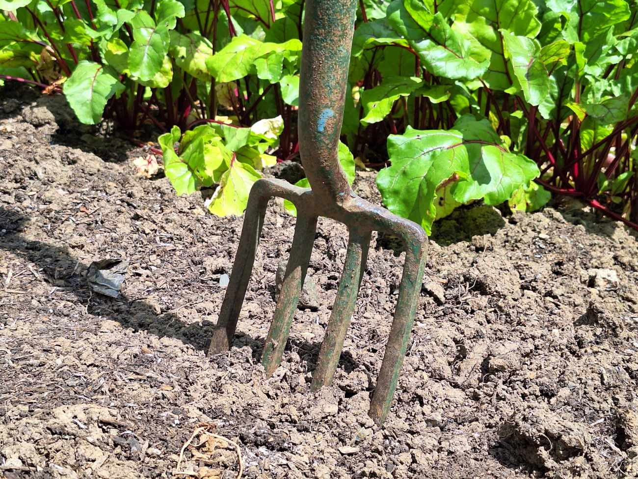 Humusreicher Boden bei der Bio-Gärtnerei Ra.Baba