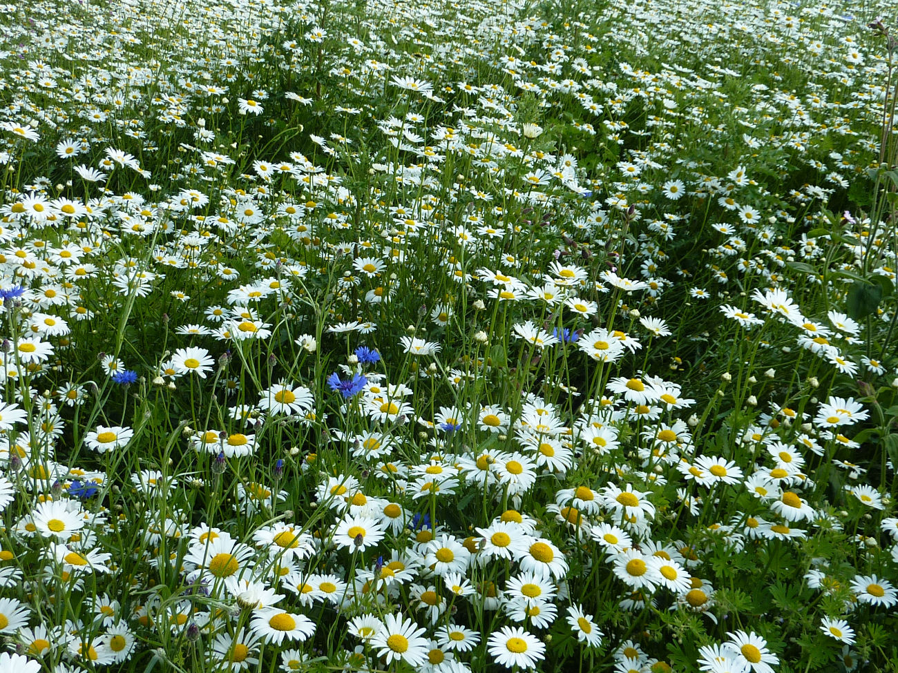 Schmetterling auf Blume